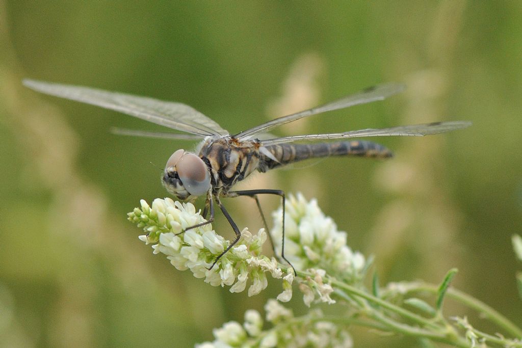 SELYSIOTHEMIS NIGRA: PRIMA SEGNALAZIONE IN PIEMONTE!!!